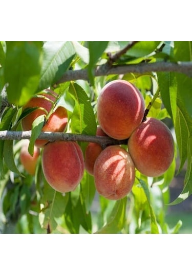 Tüplü Aşılı Yarıbodur Royal Glory Şeftali Fidanı