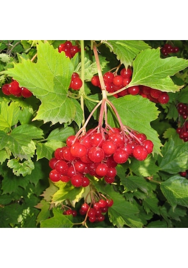 Tüplü Fidan Salkım Girebolu Gilaburu Fidanı 1m Boyunda Meyve Ver