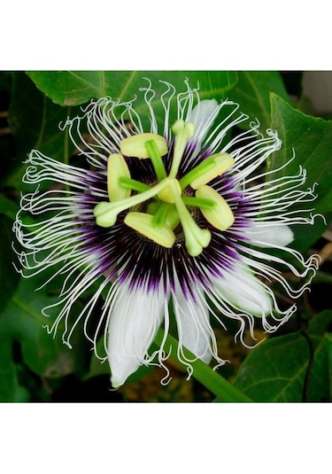 Passiflora Çiçeği Tohumu Çarkıfelek Çiçeği Thumu 10 Adet Tohum