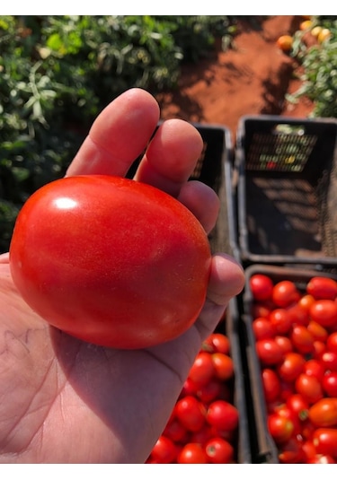 İtalyan Rio GRande Domates Tohumu