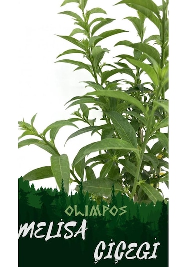 Nocturnum Limon Melisa Çiçeği Fidanı Saksıda 10-20 Cm