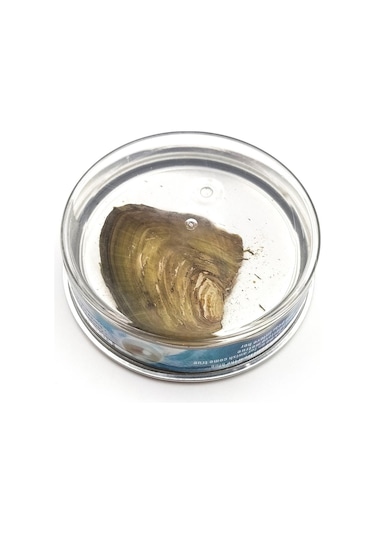 İstiridye İçinde İnci Kadın Kolye Gümüş