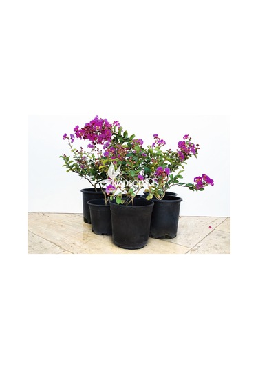 Oya Ağacı Eflatun Ispanyol Leylağı. Hint Leylağı