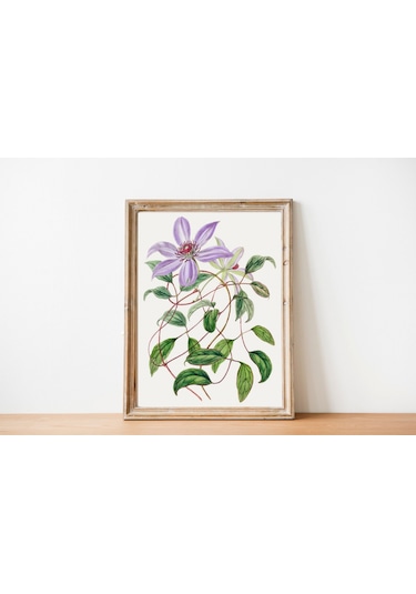 Purple Flower Çerçevesiz Poster "Botanica Serisi"