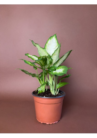 Difenbahya Dieffenbachia 'camille' 40 Cm Alacalı Yapraklı Form