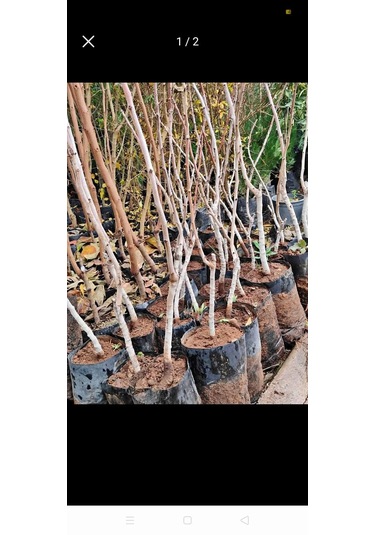 Fındık Fidanı Giresun Yaglısı