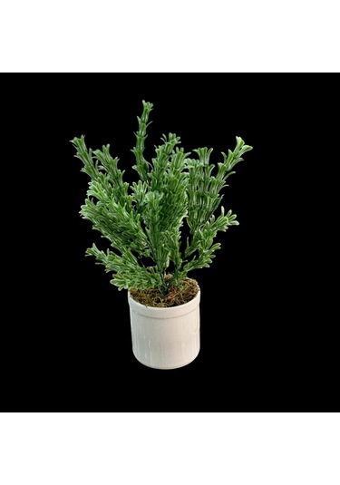 Konak Züccaciye Porselen Saksılı Lotus Yeşillik Demet 1dmt