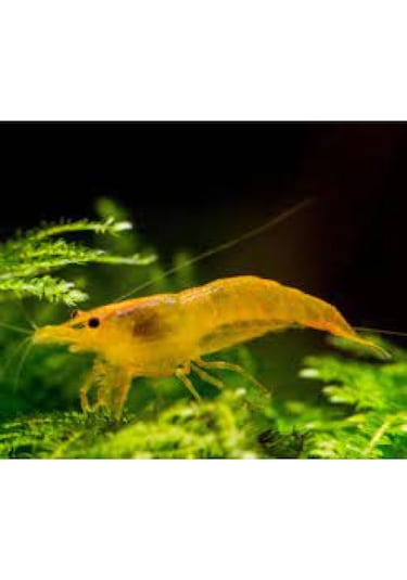 Turuncu Sakura Karides 5 Adet 1-2 Cm
