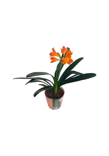 Clivia Miniata Klivya Çiçeği Çiçeksiz