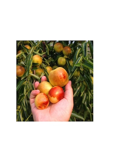 Tüplü İri Meyveli Hünnap Fidanı