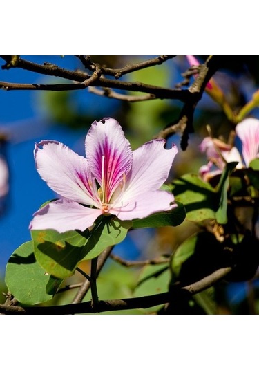 Orkide Ağacı Tohumu[5 Adet Tohum]