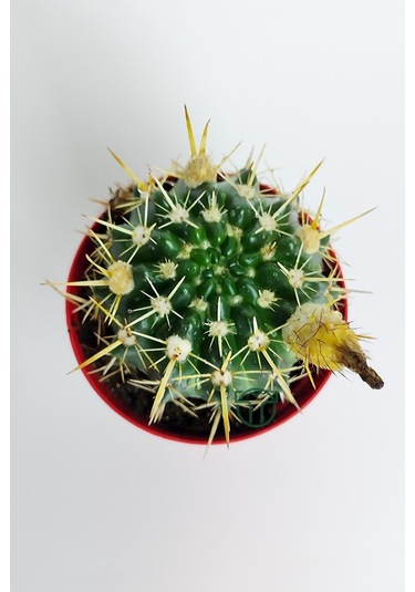 Notocactus Submammulosus Büyük Boy Kaktüs Sarı Çiçek Açan Canlı