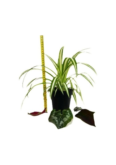 Orta Boy Chlorophytum Comosum Kurdele Çiçeği 15-25 Cm