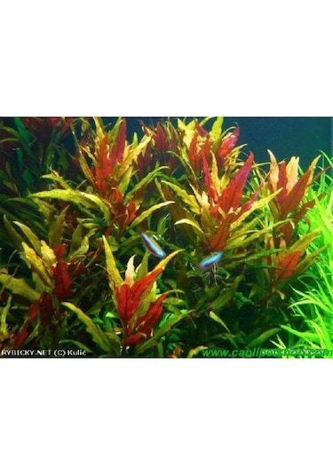 Alternanthera Reineckii 10 Adet
