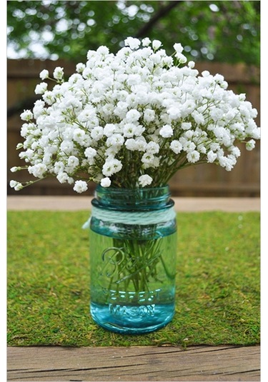 200+ Adet Bebek Nefesi Çiçeği- Cipso Çiçeği Tohumu