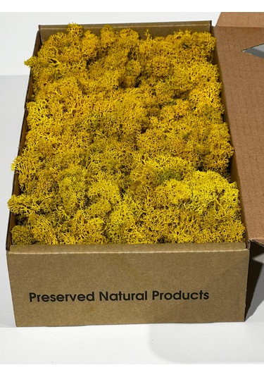Reindermoss Şoklanmış Norveç Yosunu Terarium Yosunu Sarı 5 Kg.