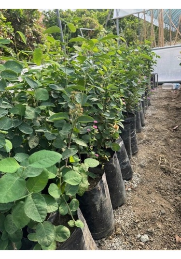 3 Yaş Tüplü Saskatoon Berry Northline 80-100 Cm