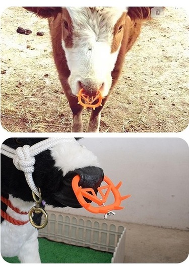 Lijinxu Sığır Sütten Kesme Burun Halkası 9.2cmx7.5cm-sarı