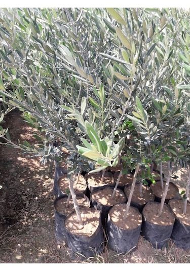 Trilye Gemlik Zeytin Fidanı 3 Adet