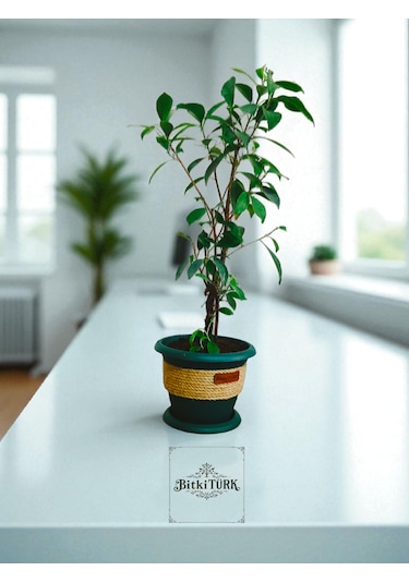 Bitkitürk-dekoratif Saksıda Örgülü Bonsai 50/70 Cm