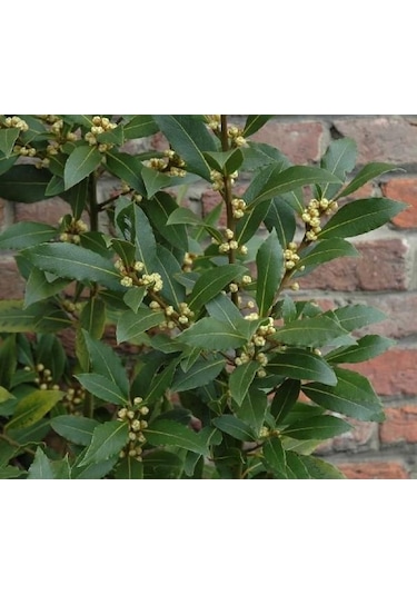 Defne Fidanı - Herdem Yeşil, Güzel Kokulu Ve Faydalı