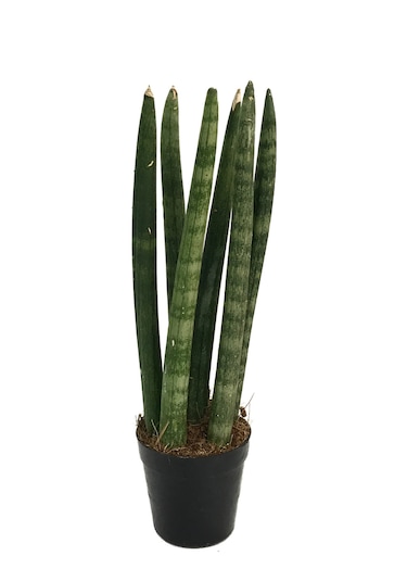 Sansevieria Cylindrica (Paşa Kılıcı)  Ø8,5 CM Y15-20 CM