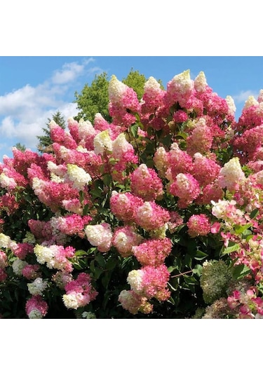 Güneşe Ve Soğuğa Dayanıklı Ortanca Panikulata Çiçeği Fidanı 1-2 Y