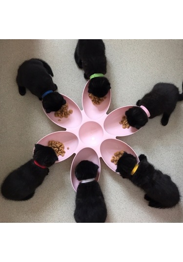 Sones Kedi Ve Köpek Kase Teddy Kısa Pirinç Kasesi Aile Evcil Hayvanlar Altı Taraflı Petal Tipi Evcil Hayvan Malzemeleri