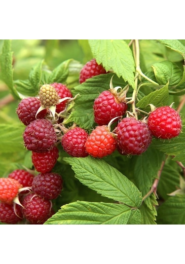 Ahududu Dikensiz Sarı+pembe+kırmızı 3 Adet