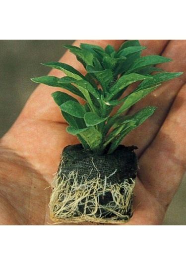 Potunia Plus Serisi Mixed Petunya Fidesi 5 Adet