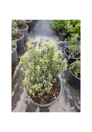 Taflan Çıtır 30-50 Cm