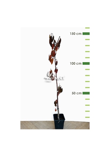 Kiraz North Wonder Fidanı