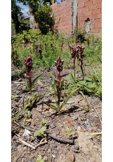 Dogal Salep Fidanı 2 Kg