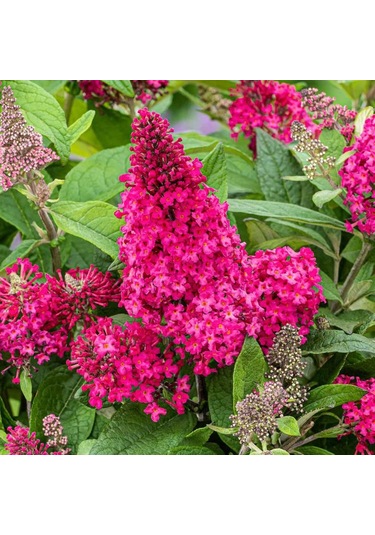 1-2 Yaş Arası Saksılı Pembe Kelebek Çalısı Fidanı