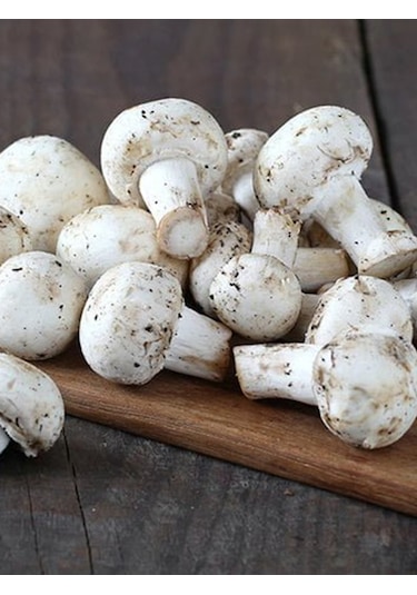 Kültür Mantarı Deneme Kiti Kompostu 2 Adet