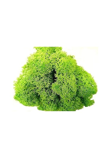 Trend Bahçe Reindeer Moss Spring Green Şoklanmış Norveç Yosunu 500 G