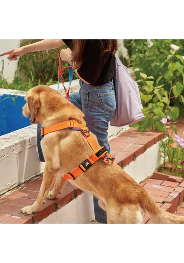 Interlaken H Koşum Takımı Ped Tipi Turuncu Mavi Göğüs Tasması M Mavi - Turuncu