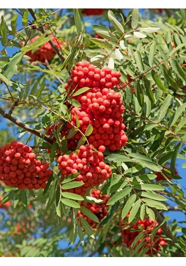Üvez Fidanı: Meyvesi İle Güzelliği İle Bahçenize Değer Katın