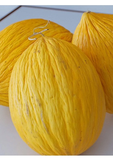 +20 Adet Kışlık Kavun Tohumu