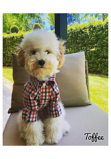 Miniş Pet Butik Kareli Kedi Köpek Gömlek