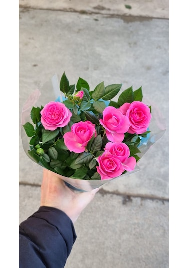 Rosa Gül Pembe