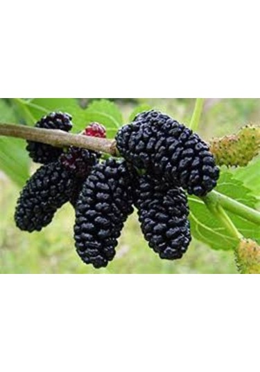 Siyah Dut Avusturalya Cins 60-100 Cm 1-2 Yaş Arası