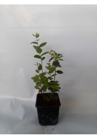 Yaban Mersini Fidanı 50-60 Cm