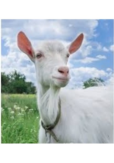 Osmanlı Sabunları Keçi Sütü Sabunu 150 G