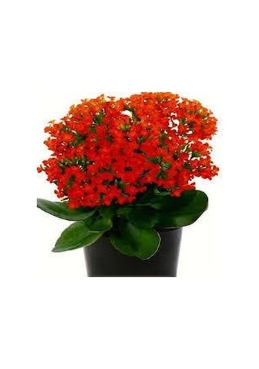 Kalanşo Çiçeği 4 Adet Pembe.Beyaz.Kırmızı.Sarı Renk