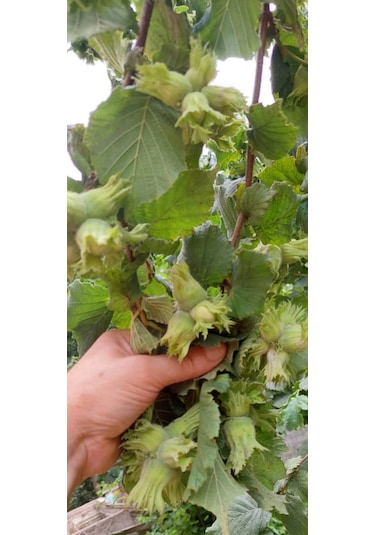 Fındık Fidanı 2 Adet Aşılı