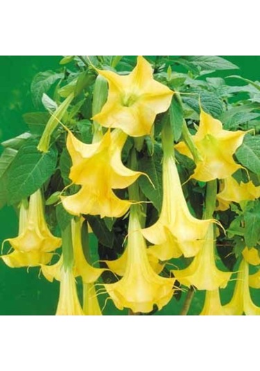 Sarı Angel Trumpet Tohumu Ekim Seti 3 Tohum Meleklerin Borozanı Tohumu Saksı Toprak Kombin