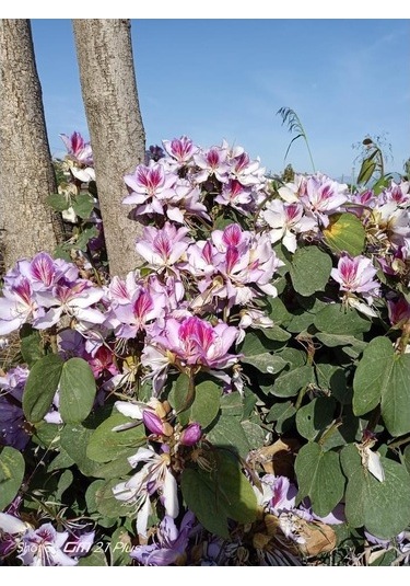 Orkide Ağacı Tohumu[5 Adet Tohum]