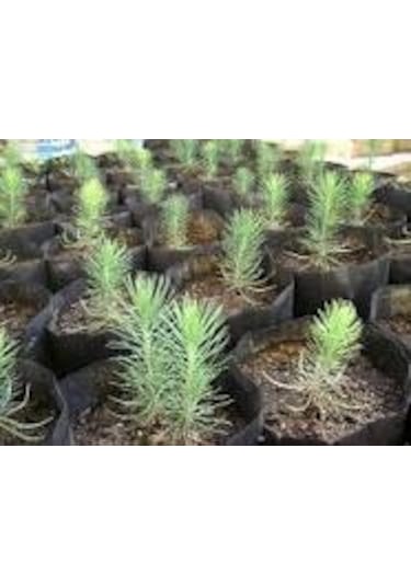 5 Adet Fıstık Çam