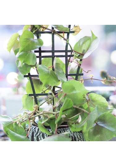 Padalink 3'lü Bitki Tırmanma Sistemi: İç/ Dış Mekan İçin Yığılabilir Bakkal Altyapısı